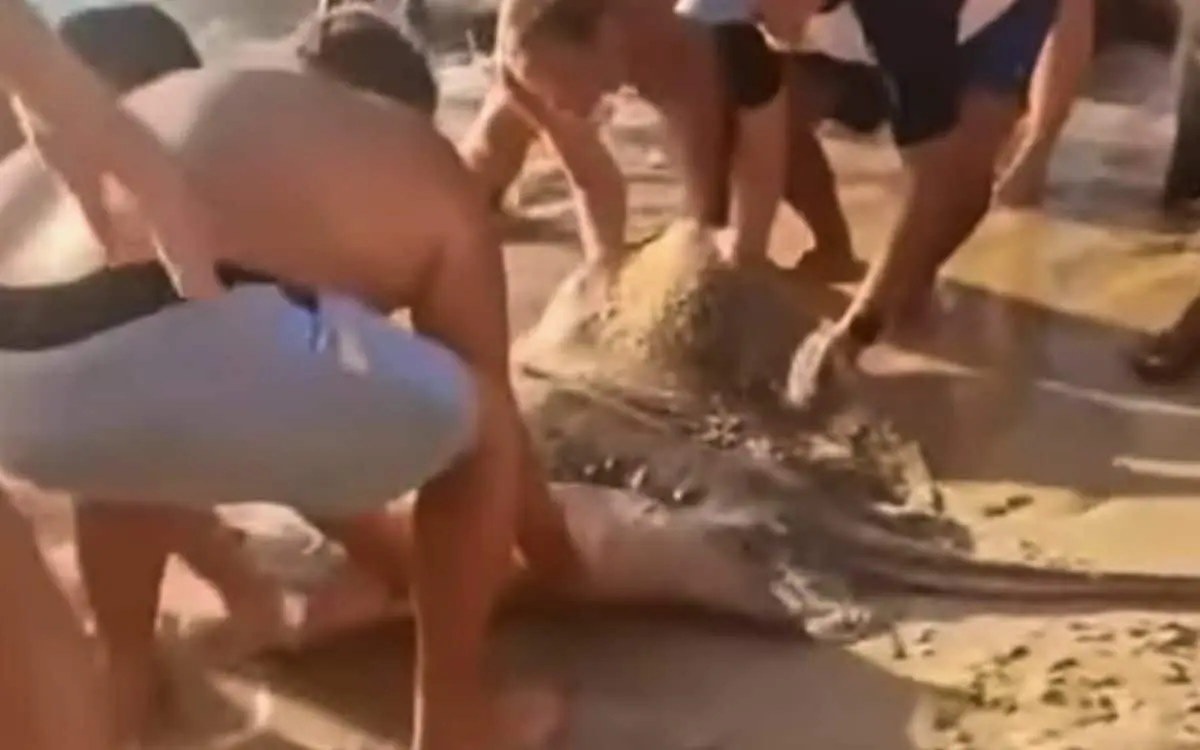 Ausländische Strandbesucher und thailändischer Rettungsschwimmer Rettung eines gefangenen Rochens – Video