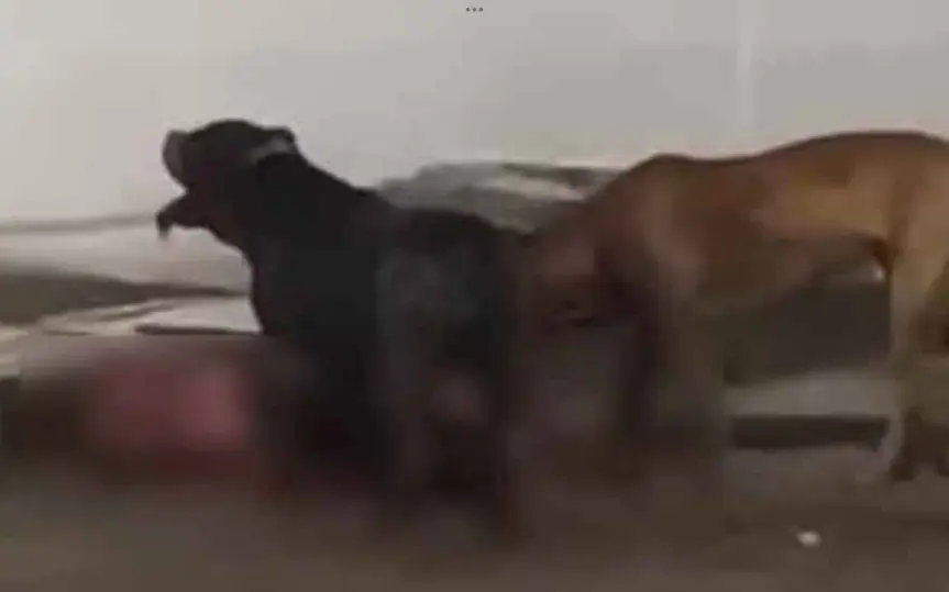 UPDATE: Brite weigert sich, Pitbulls abzugeben