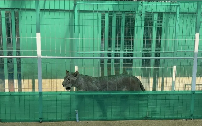 Brüllender Löwe eines Russen versetzt Einwohner und Touristen in Pattaya in Angst und Schrecken: Polizei ermittelt gegen Halter – Video