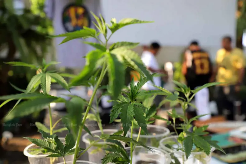 Ärzte gegen Cannabis-Attestpflicht