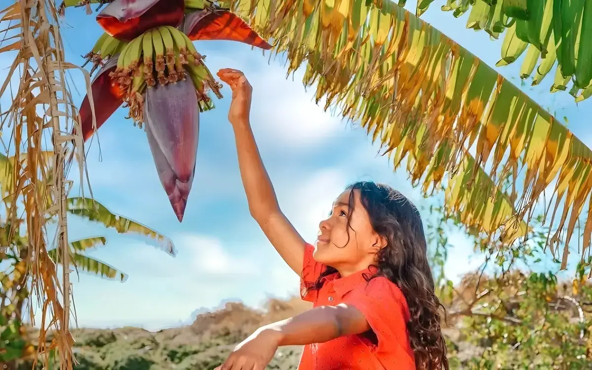 Das Bananenherz – Alles über den Verborgenen Schatz Thailands