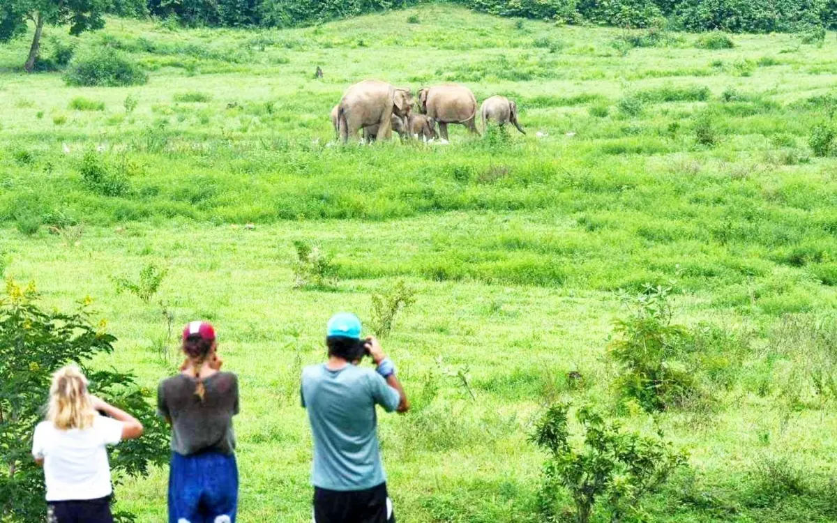 Deshalb ist jetzt eine gute Zeit, um Elefanten im Kuiburi-Nationalpark zu sehen