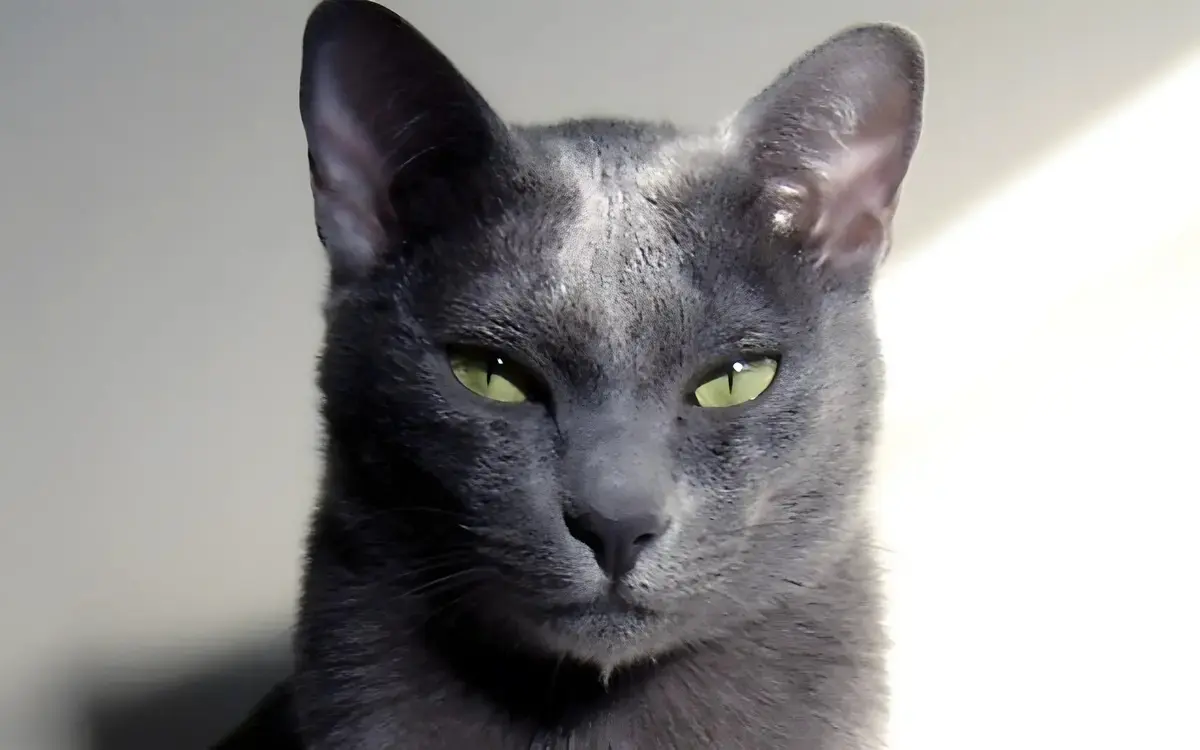 Die majestätische Koratkatze – Thailands Smaragdauge