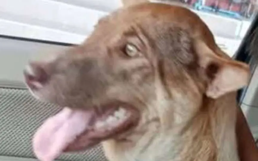 Grausamer Fund: Besitzer erkennt eigenen Hund an getrocknetem Fleisch