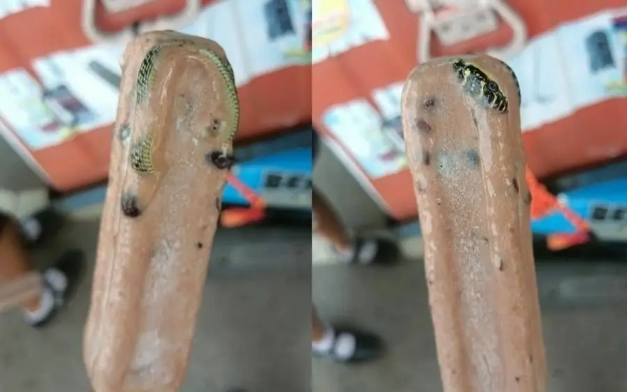 Giftige Schlange in Eis am Stiel gefunden: Eine bizarre thailändische Leckerei oder doch ein Versehen?
