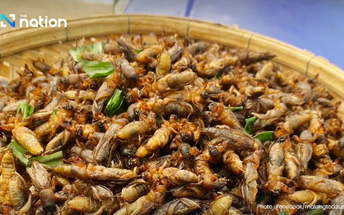 Insekten – Das neue Superfood?