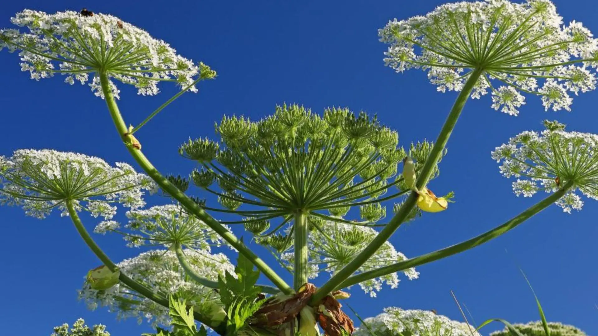 Invasive Pflanzenarten