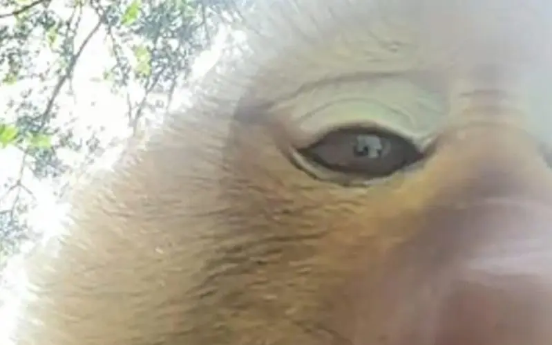 Kurioser Vorfall auf Phuket: Verschmitzter Affe stiehlt Handy einer Touristin und macht virales Selfie
