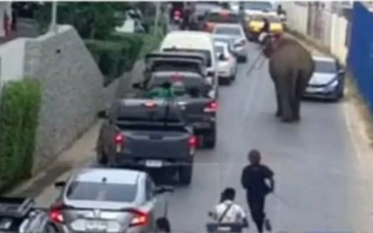 Mammut-Wahnsinn in Phuket: Entflohener Elefant verbreitet Chaos