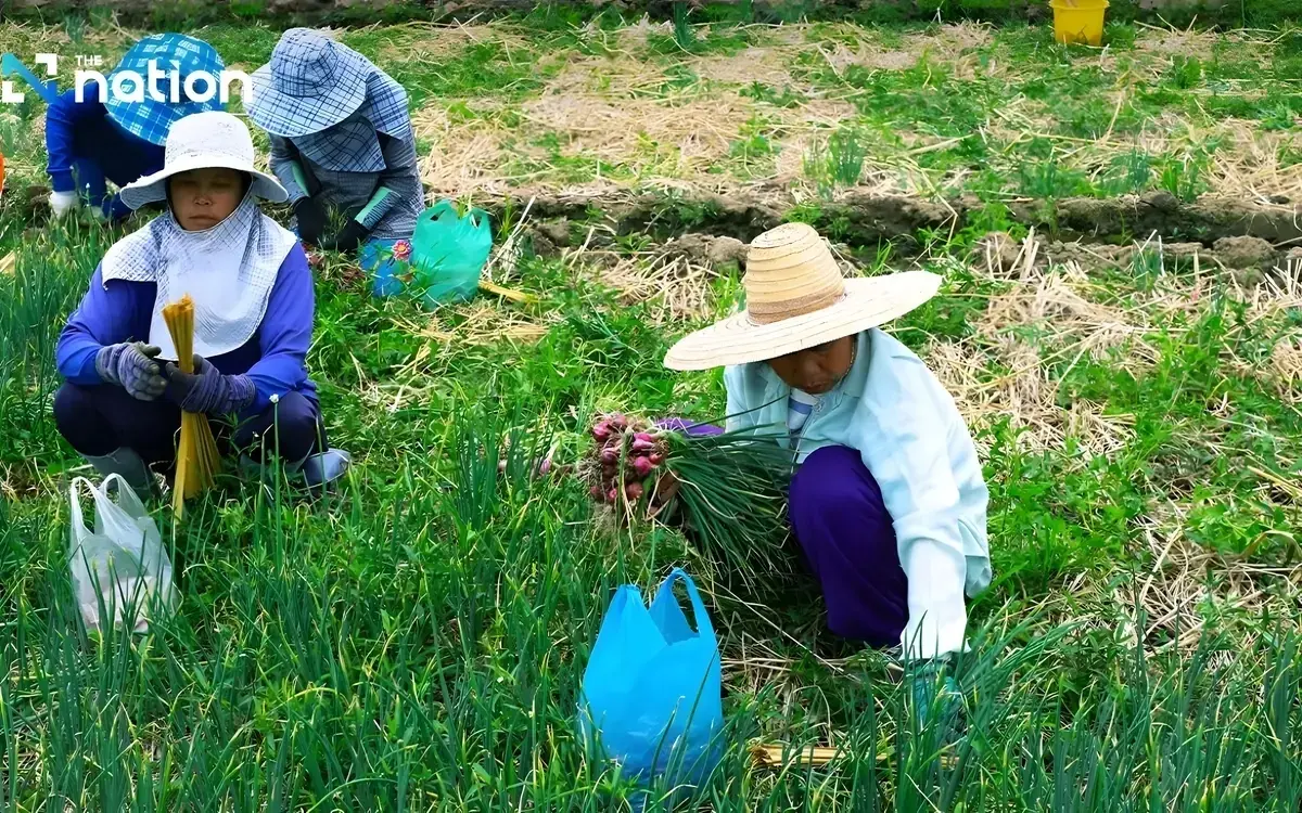 Mehr als ein Drittel der 13,6 Millionen über 60-Jährigen in Thailand arbeitet noch