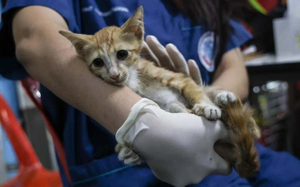 Orangefarbene Katze überlebt den dramatischen Einsturz