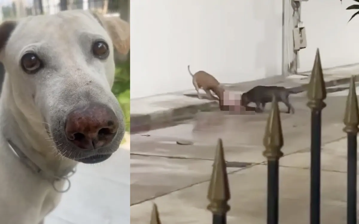 UPDATE: Pitbulls töten Hund – Besitzer lacht