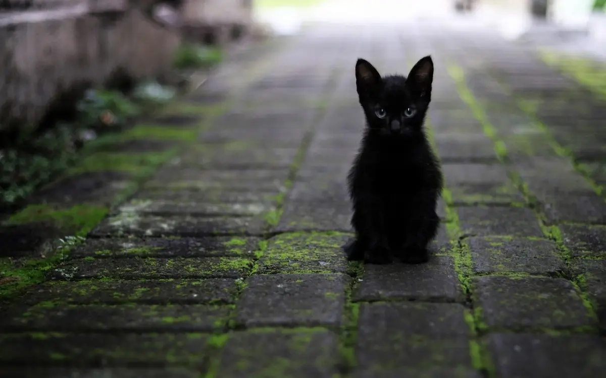 Schutz gegen Tierquälerei in Thailand, insbesondere bei Katzen – Empfindliche Strafen bei Missachtung