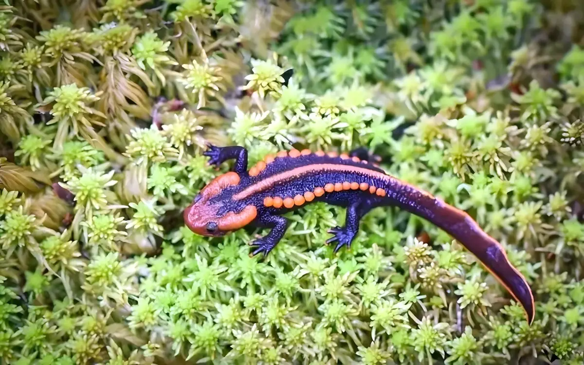 Sensationeller Fund neue Krokodilmolchart in Thailand – Wissenschaftler schlagen Alarm – Sowas haben Sie noch nicht gesehen