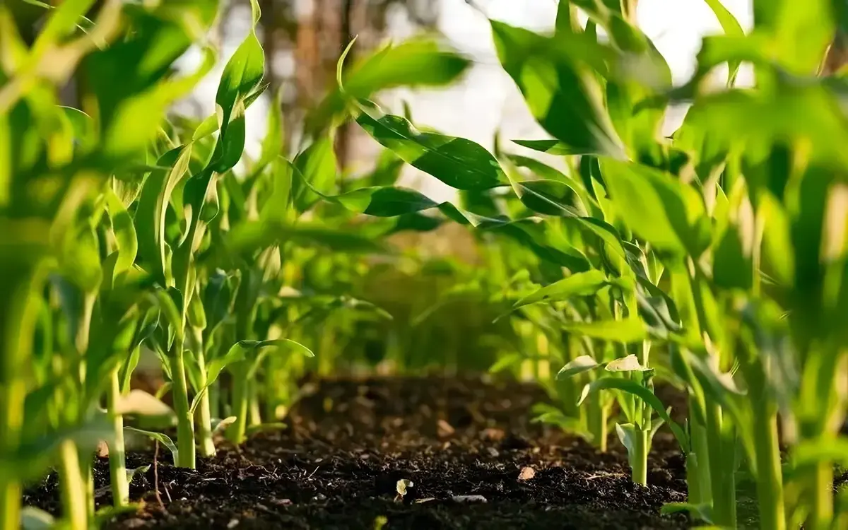 So gründen Sie eine Bio-Cannabisfarm in Thailand