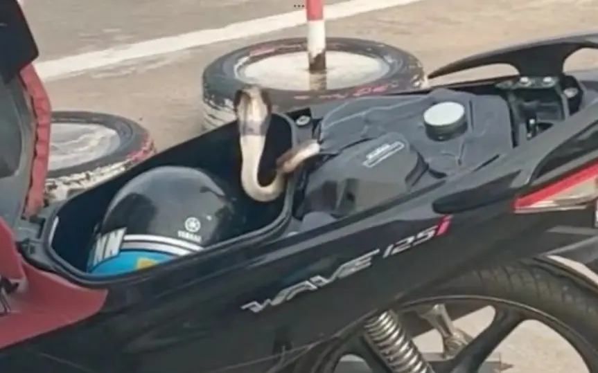 Schock in Thailand: Kobra lauert unter Motorradsitz (Video)