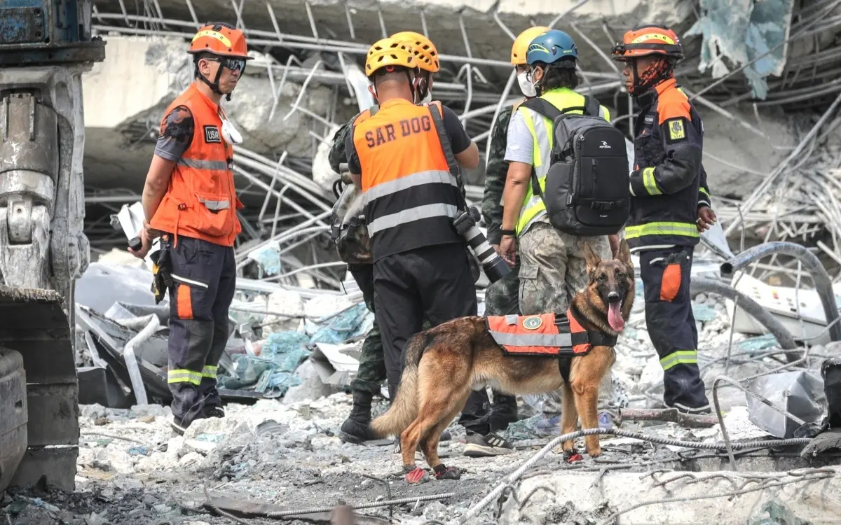 Thailands vierbeinige Lebensretter – ihr gefährlicher Job im Trümmerfeld