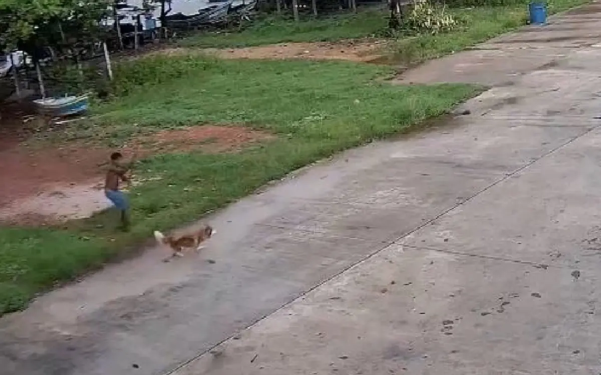 Tierquälerei in Songkhla: Gericht verurteilt Mann nach tödlichem Angriff auf Siberian Husky – Keine Bewährungsstrafe