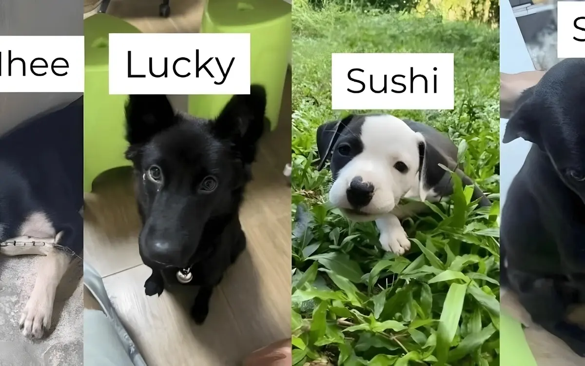 Tierschutzvergehen in Chiang Rai: Hundeadoption entpuppt sich als Abschlachterei