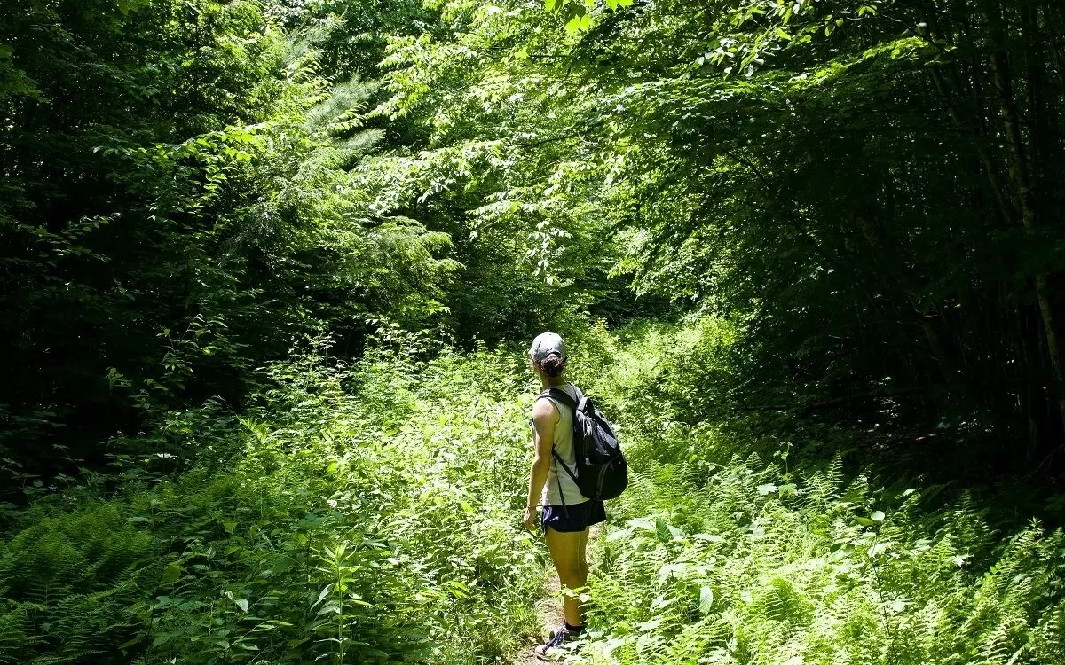 Tipps zum Überleben, wenn Sie sich im thailändischen Wald verirren