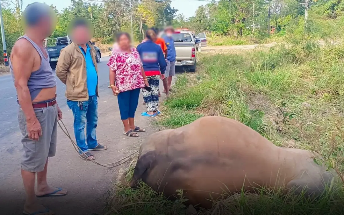 Trauriger Unfall in Chaiyaphum unter Alkoholeinfluss: Ausländischer Fahrer kollidiert mit Elefant und tötet ihn
