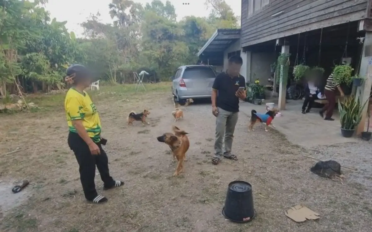 Verstörende Entdeckung in Udon Thani: Hunde bringen 400 Meth-Pillen nach Hause