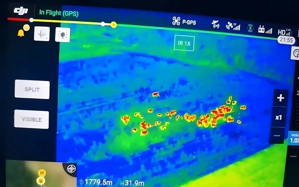 Wilde Elefanten überfallen Farmen in Nakhon Ratchasima – Rettungsaktionen vor Ort