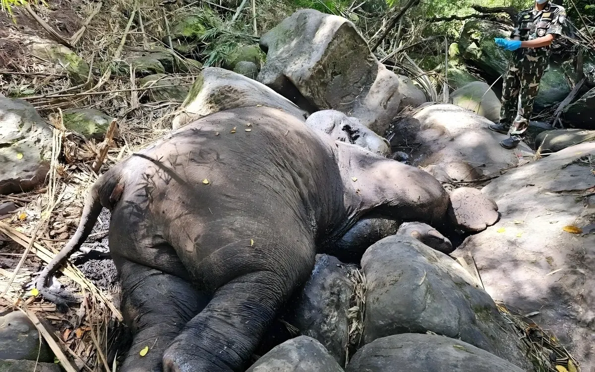 Wildelefant im Phu Luang Schutzgebiet getötet: Ermittlungen nach grausamer Falle gestartet