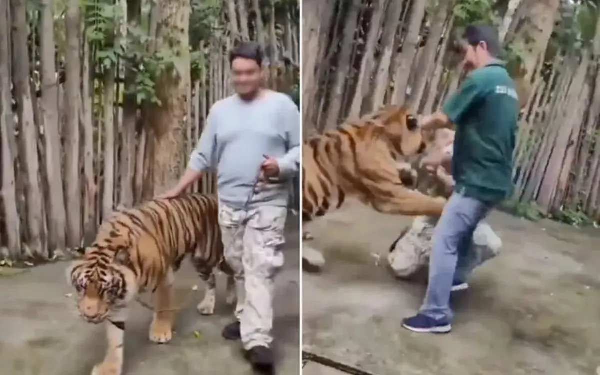 Phukets Tiger-Parks unter Beschuss: Das Viral-Video zeigt NICHT uns!