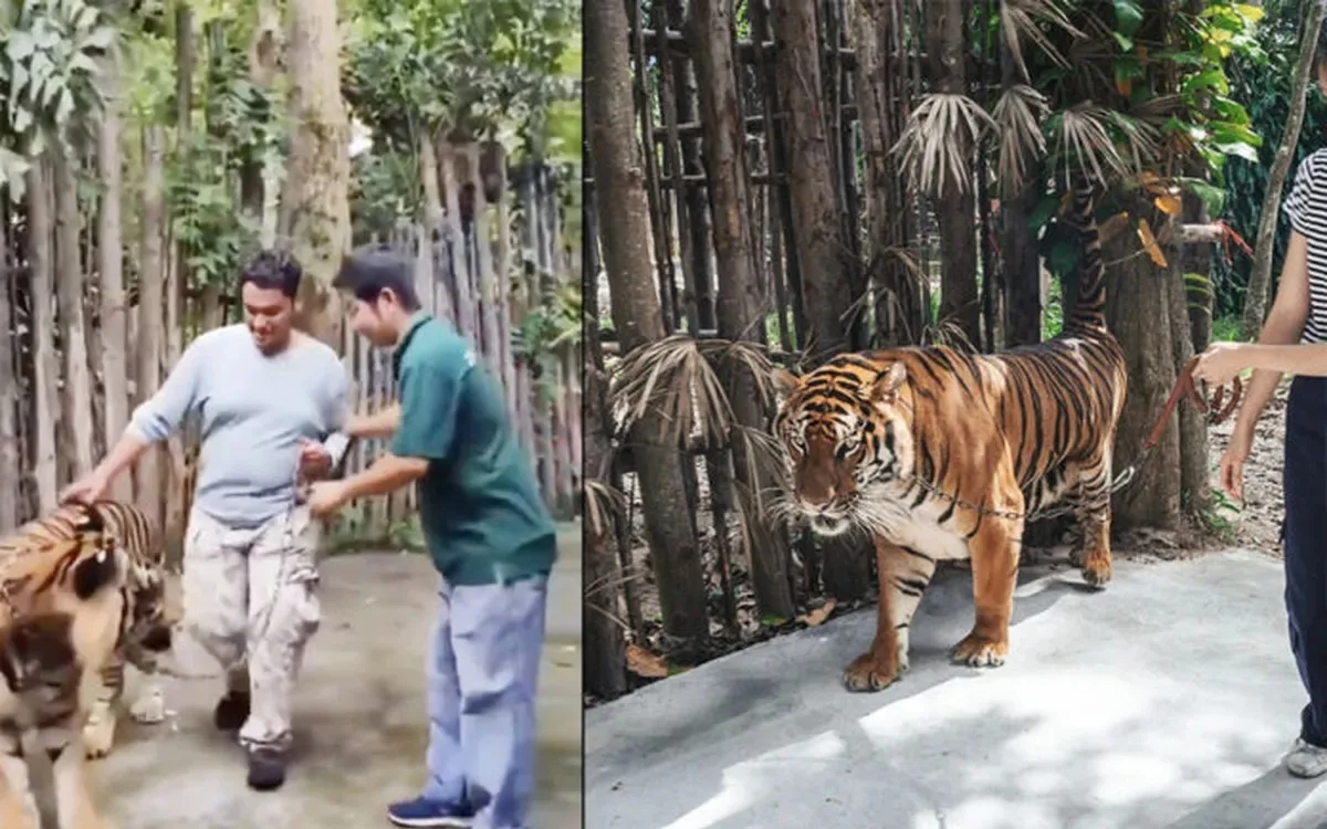 Tiger-Attacke auf Tourist in Thailand – Behörden greifen durch