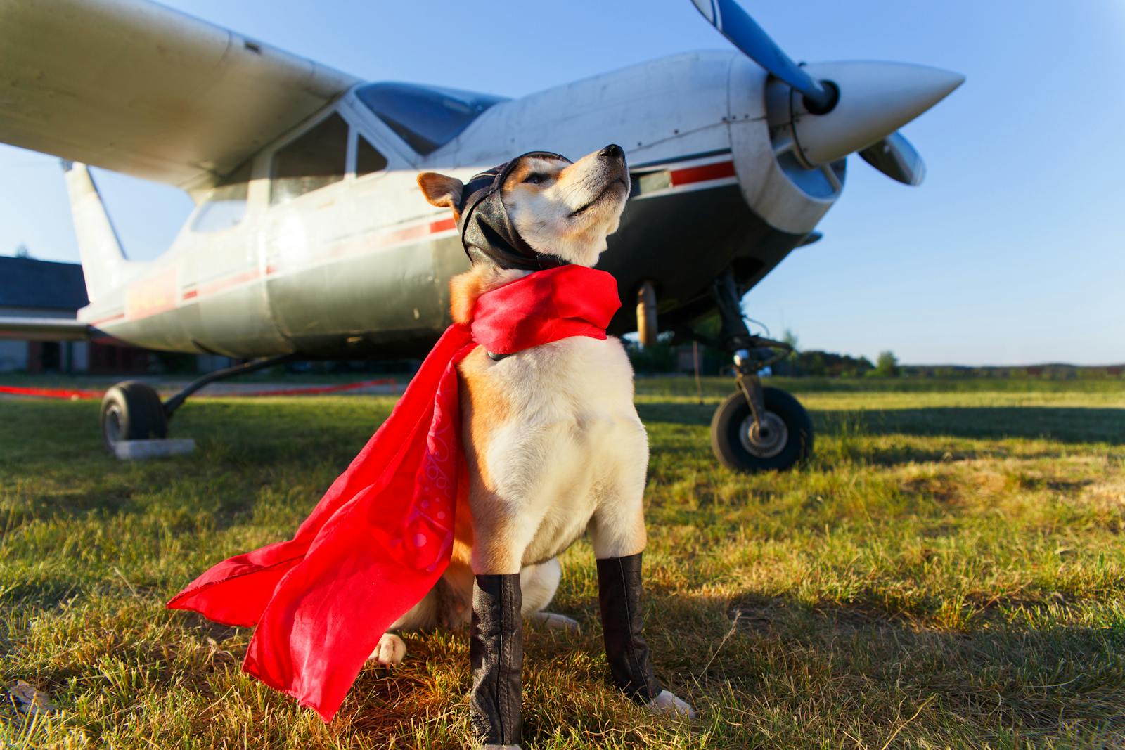 Mit Ihrem Hund nach Thailand: 5 Tipps