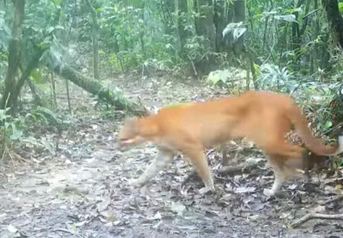 VIDEO: Versteckte Kamera filmt seltene Wildkatze