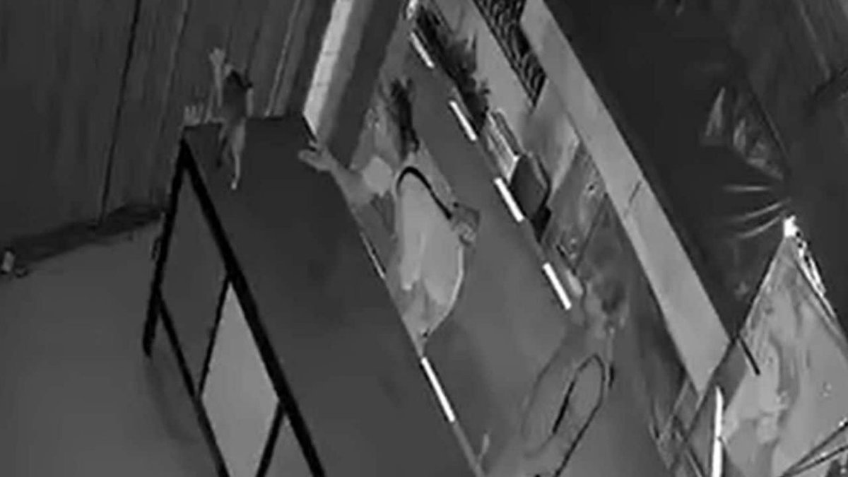 VIDEO: Kater von Ausländern entführt – Besitzer verzweifelt