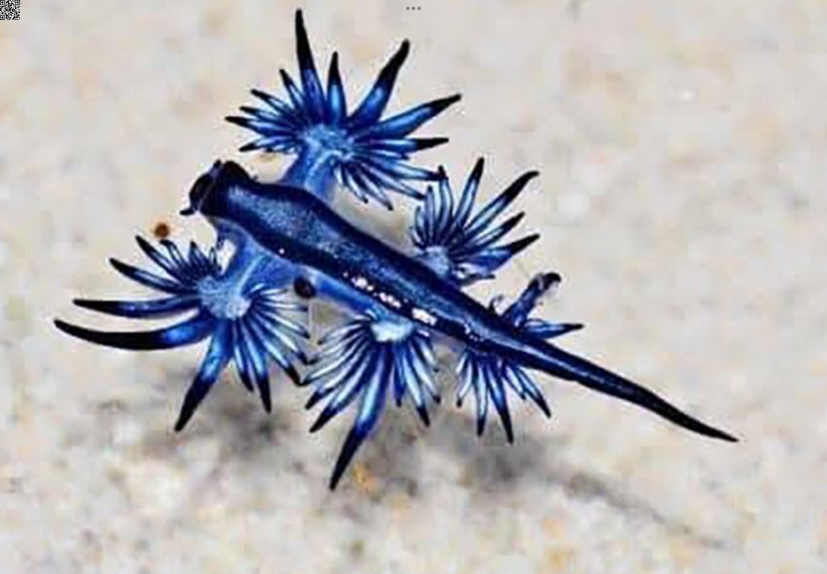 Seltene Blaue Drachen in Phuket gesichtet: Warnung ausgegeben