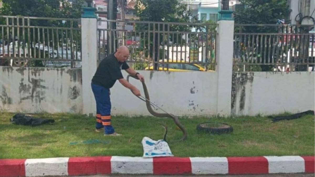 Mut oder Wahnsinn? Königskobra beißt Wachmann in Phuket