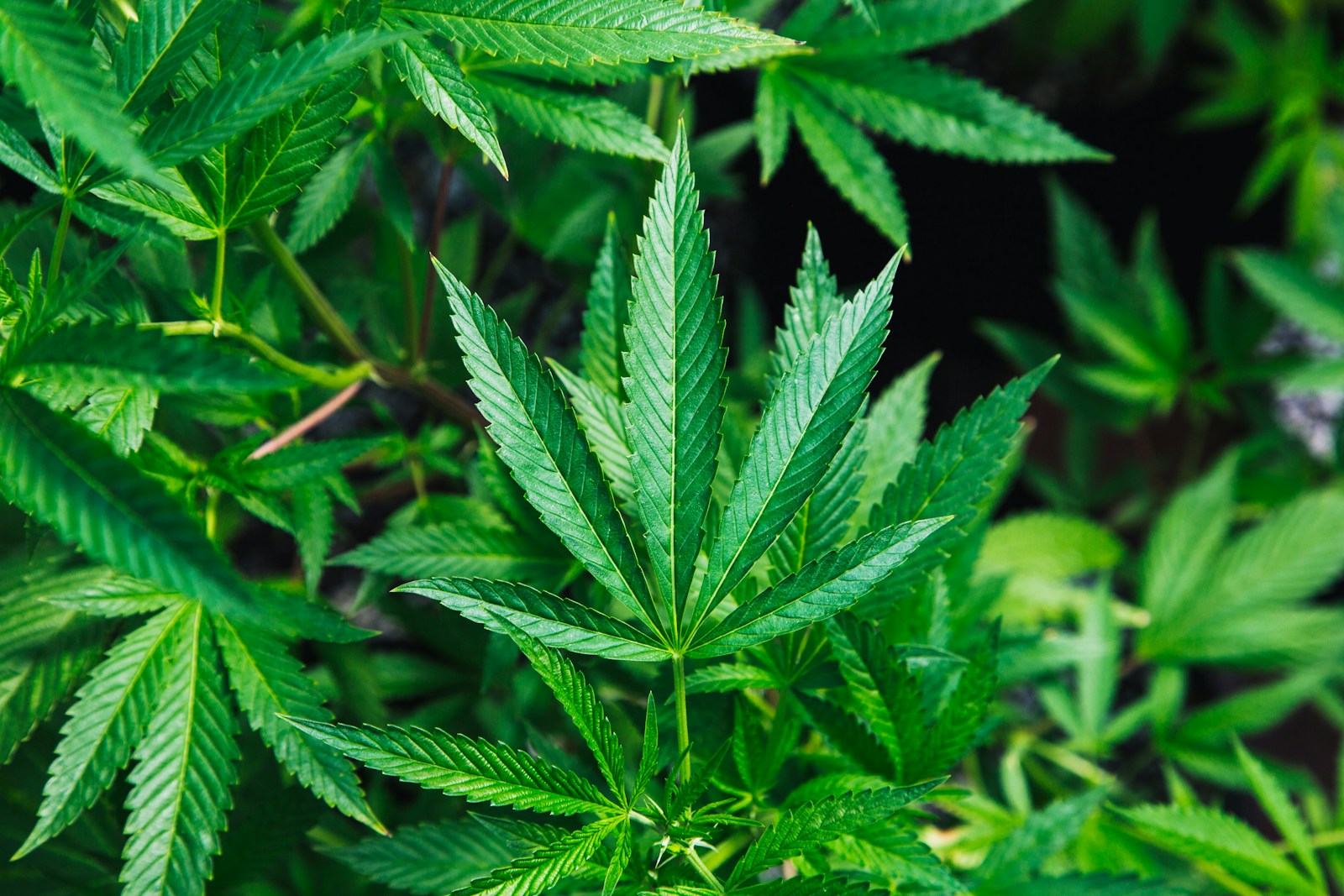 Cannabis Regeln 2025 in Thailand