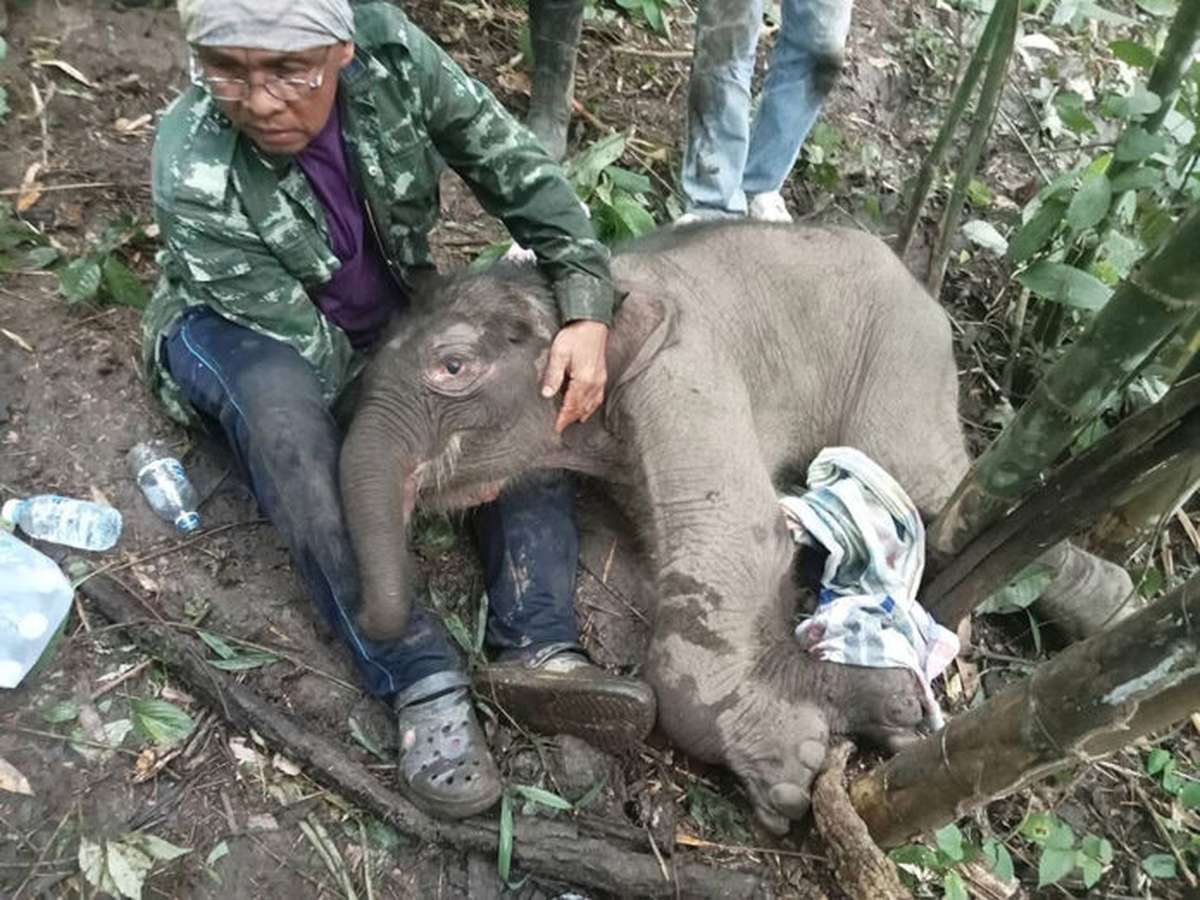 Thailand: Elefanten leiden in Camps – das Geschäft mit dem Tourismus