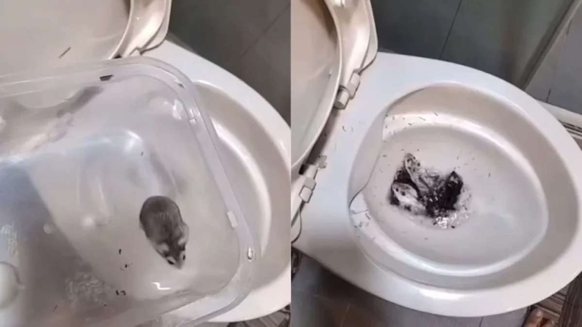Rache nach Trennung: 10 Hamster ins Klo gespült