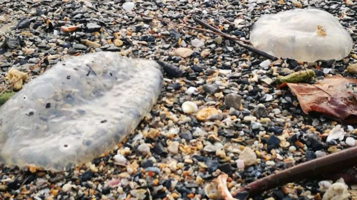 Touristen aufgepasst: Giftige Quallen an Stränden gesichtet