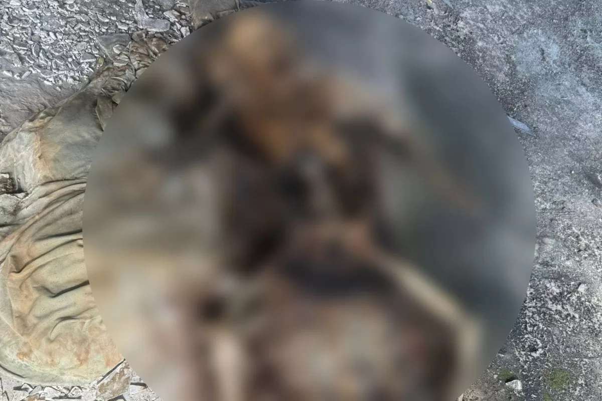 Handy zurĂŒck â Leichenfotos entdeckt