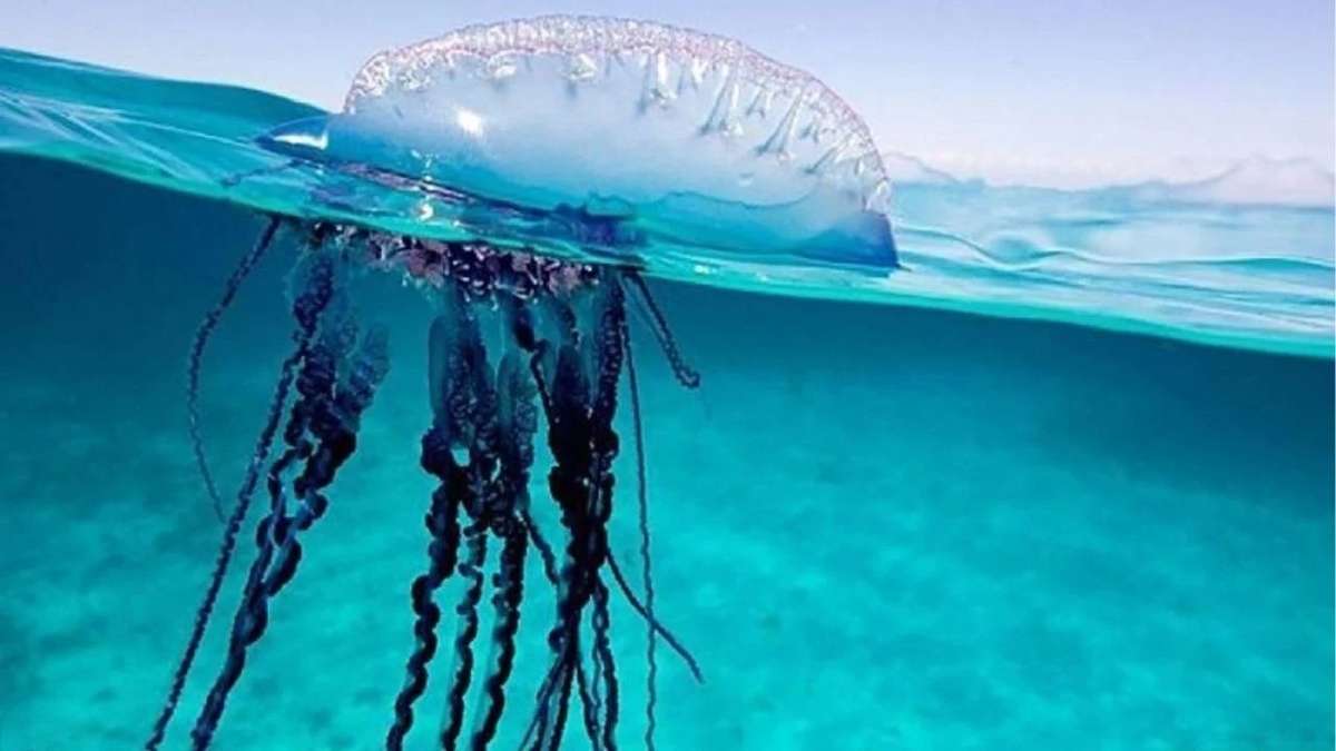 Touristen in Phuket von giftigen Quallen verletzt