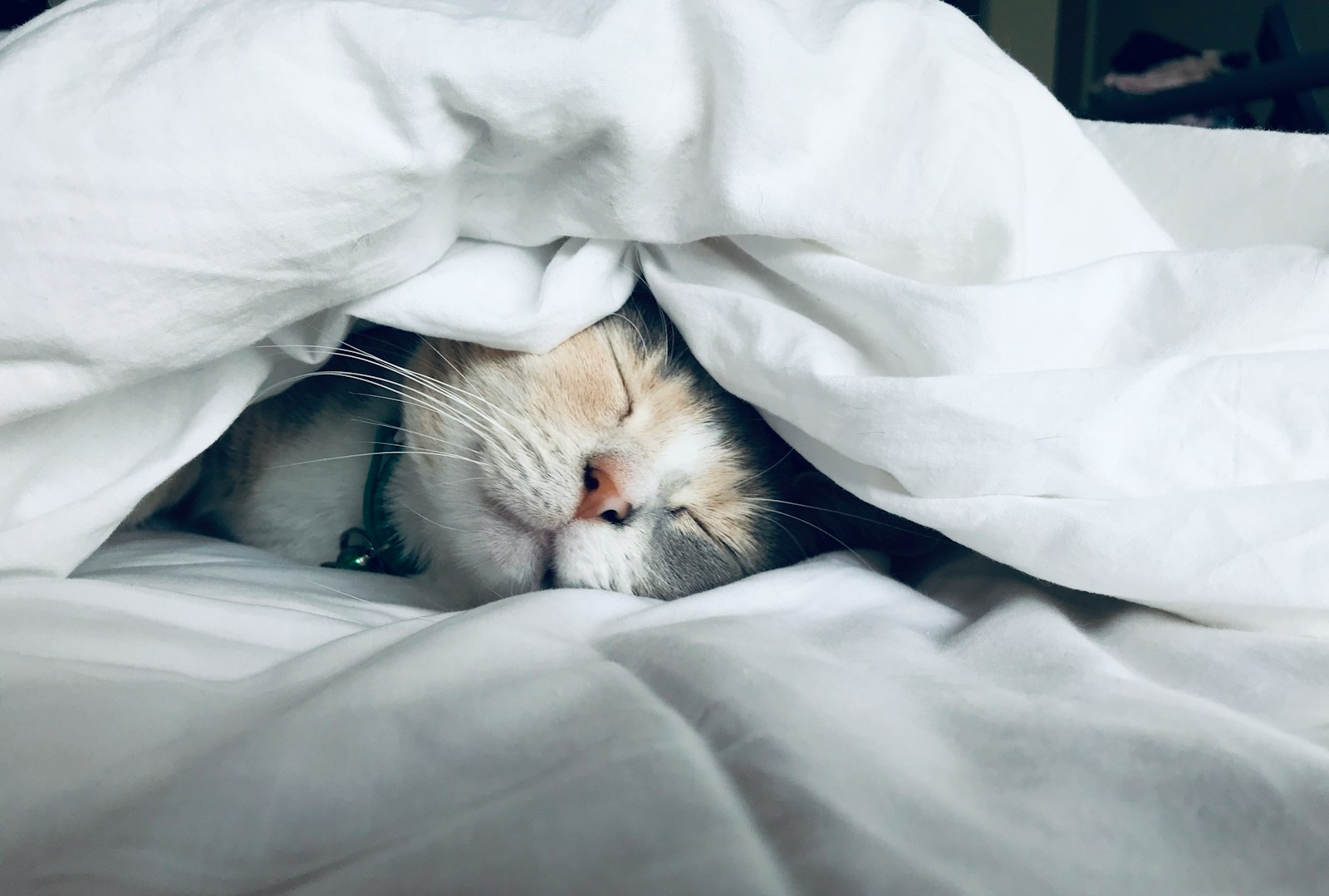 Tierquälerei: Kollege nach viralem Katzen-Video entlassen