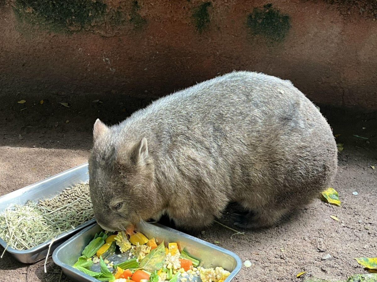 Einzigartiges Beuteltier begeistert Chonburi