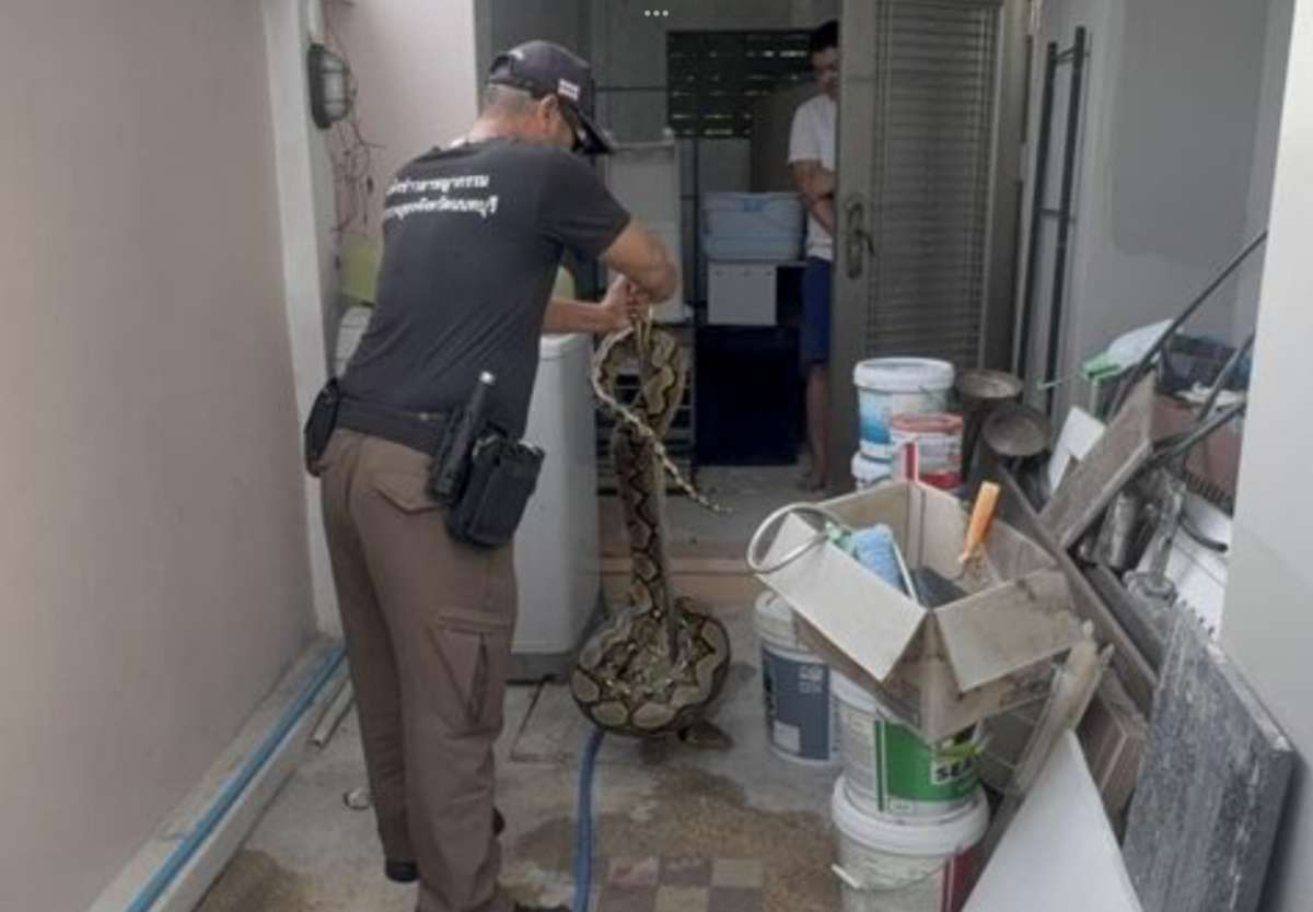 Riesenpython im Wohnzimmer - frisst Katze (Video)