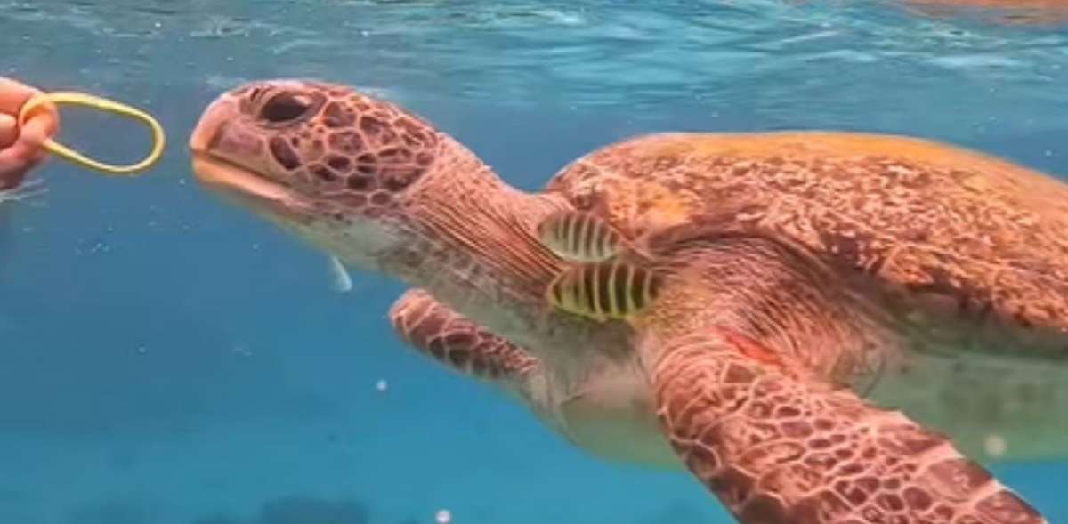 Similan Islands: Suche nach Tierquäler gestartet (Video)
