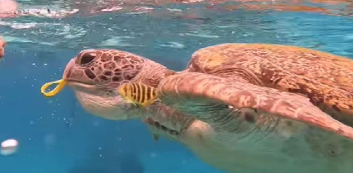 Similan Islands: Suche nach Tierquäler gestartet (Video)