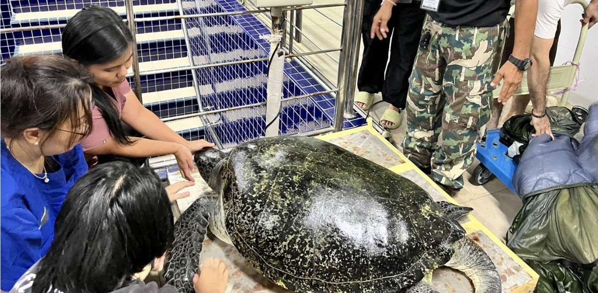 Similan Islands: Suche nach Tierquäler gestartet (Video)
