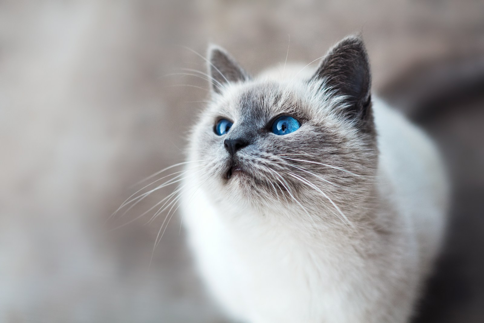 Welche Ernährung ist ideal für Katzen in tropischen Zonen?