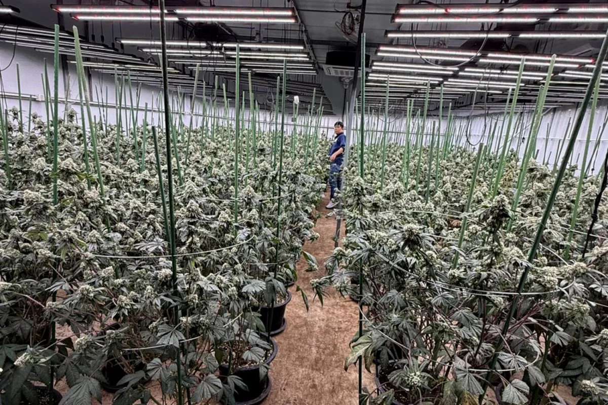1.600 Cannabis-Pflanzen: Gestank führt zu drei Ausländern