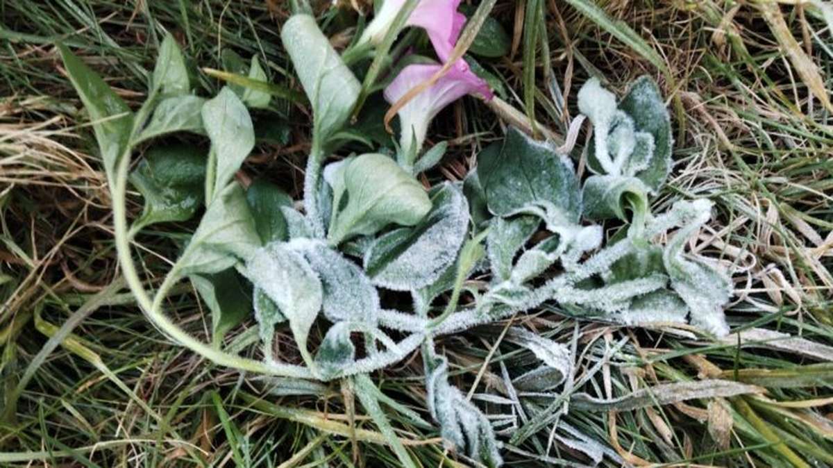 Frost auf Thailands höchstem Berg